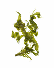 Load image into Gallery viewer, Masami - Mekabu Hydrating Shampoo & Conditioner - Travel Size